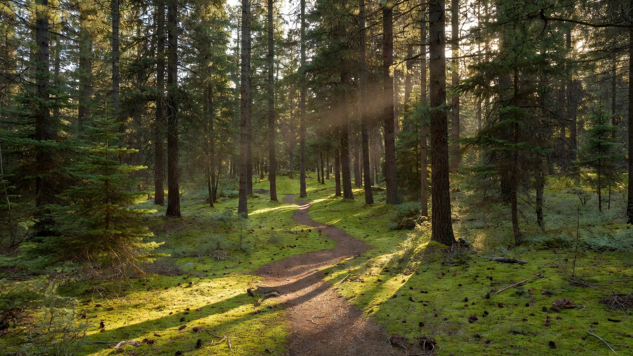 Pine forest trail